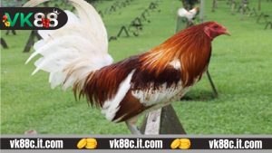 Bí quyết chơi đá gà trên nhà cái VK88
