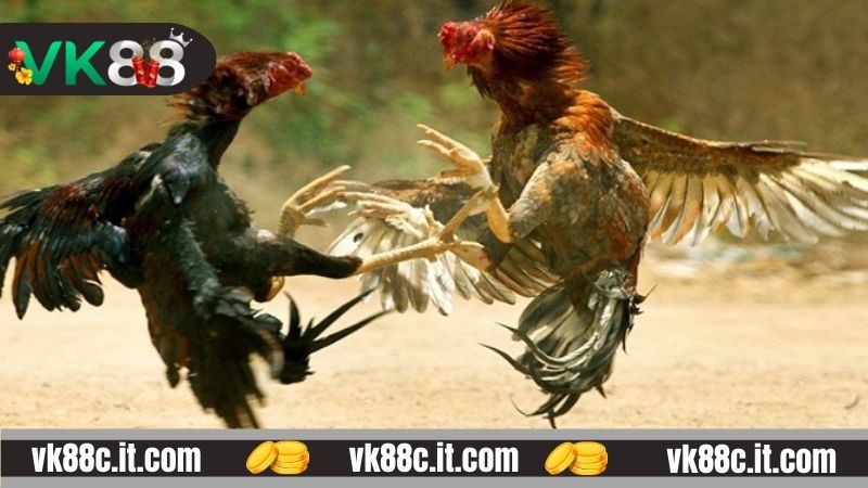 Cao thủ chia sẻ bí kíp vào tiền chiến kế thắng chắc