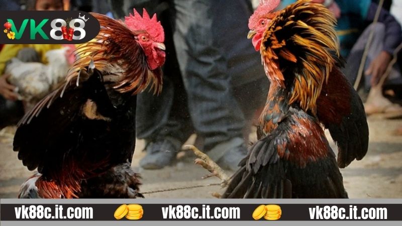 Điểm cộng của sảnh game đá gà VK88