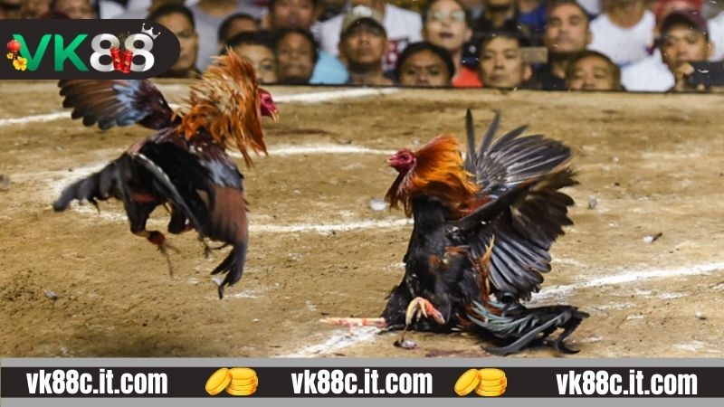 Những hình thức trong đá gà VK88