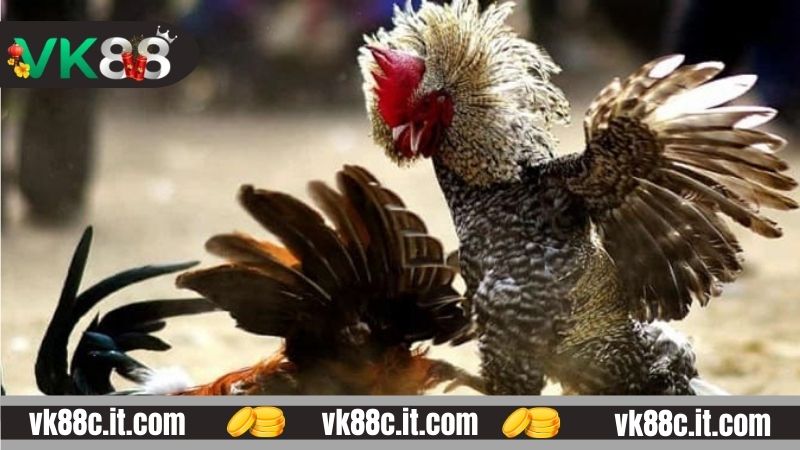 Quyền lợi khi biết cách chọn chiến kê VK88